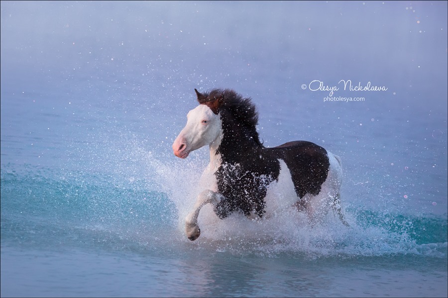beautiful stallion Lutik for a good evening mood